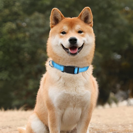 shiba assis exterieur avec collier pour chien bleu ciel