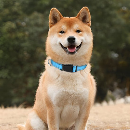 shiba assis exterieur avec collier pour chien bleu ciel