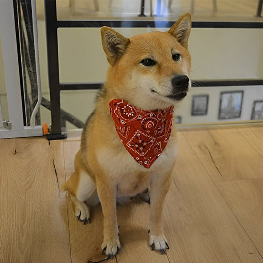 shiba assis sur parquet avec bandana chien rouge