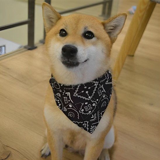 shiba avec bandana chien noir assis sur parquet