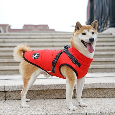 shiba avec manteau pour chien rouge sur marches escalier