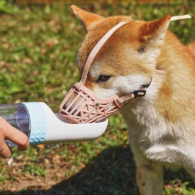 shiba boit de l eau avec museliere chien rose