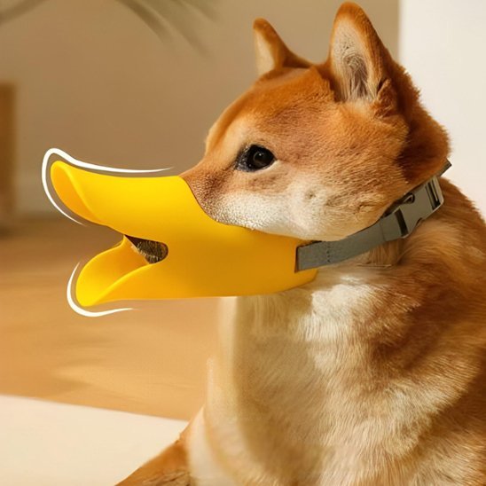 shiba de profil avec muselière jaune bec de canard