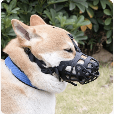 shiba de profil avec museliere silicone souple noir