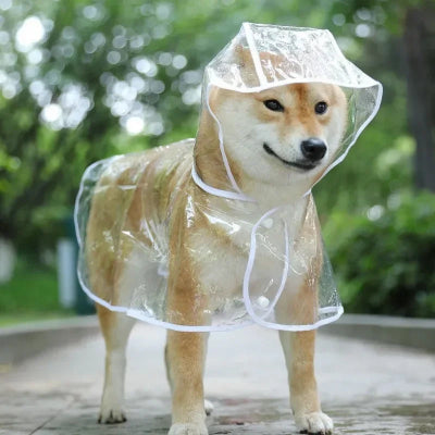 shiba debout dans parc avec imperméable chien