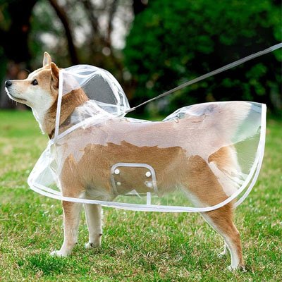 shiba debout sur herbe avec imperméable chien 