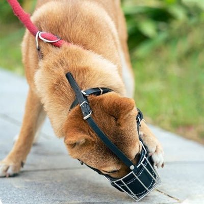 shiba essaie d enlever museliere en cage metallique