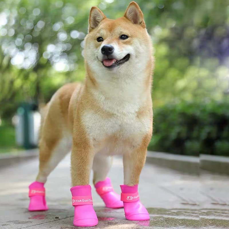 shiba portant bottes chien rose caoutchouc sol humide