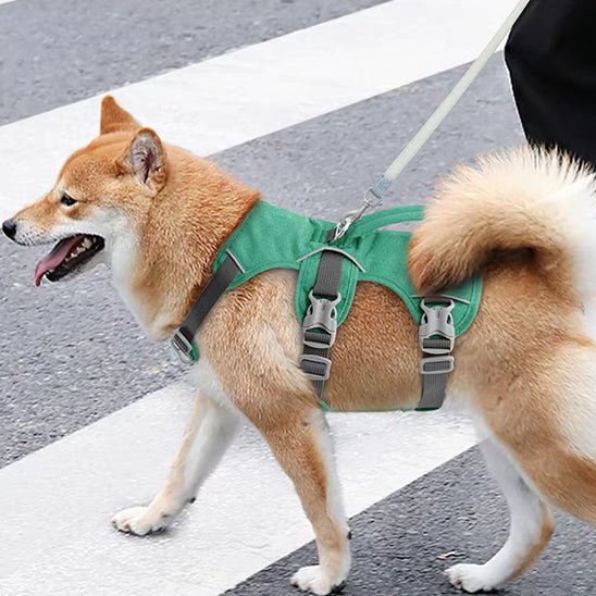 shiba se promenant avec harnais chien vert