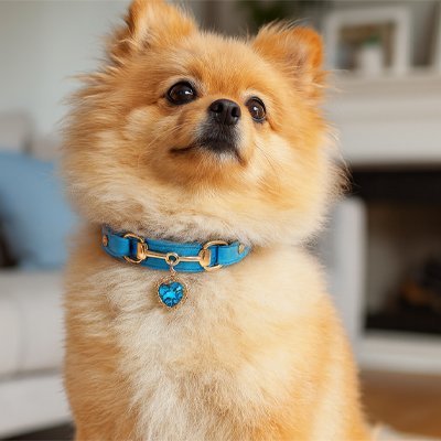 spitz assis avec collier pour chien bleu
