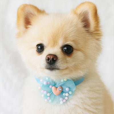 spitz avec noeud papillon chien bleu