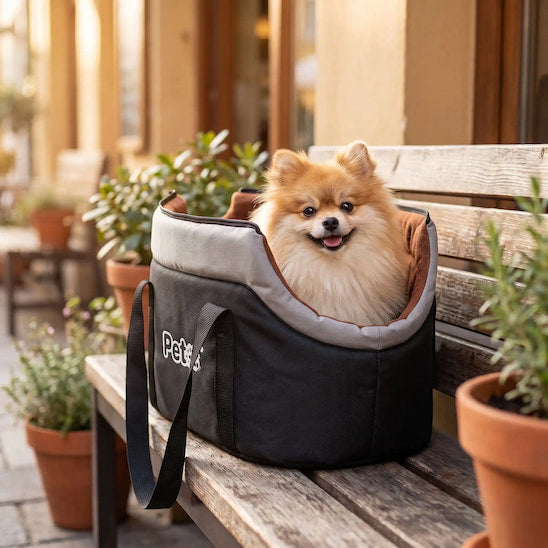 spitz installé dans sac transport chien pose sur banc 