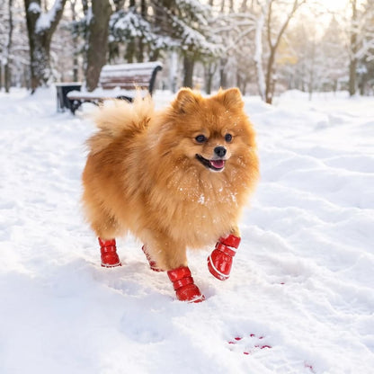 spitz marchant dans neige avec chaussures pour chien rouge
