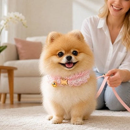 spitz nain souriant portant collier chien rose froissé