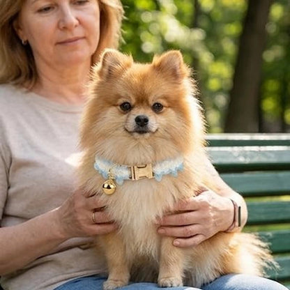 spitz portant collier chien bleu clochette doré assis genoux femme 