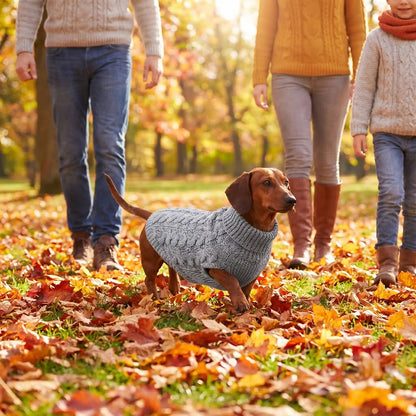teckel avec famille dans parc automne avec pull pour chien