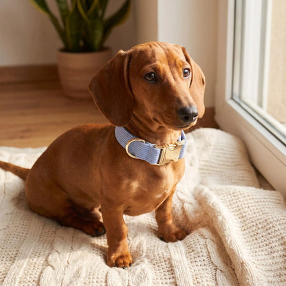 teckel portant collier chien bleu velours en intérieur