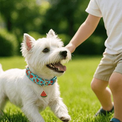 westie avec collier chien pasteque joue avec enfant