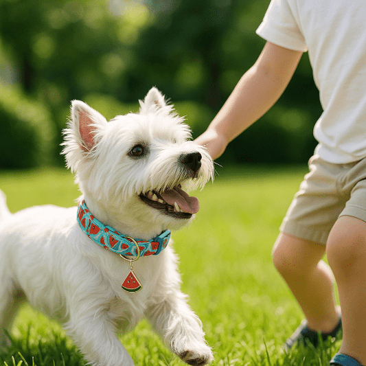 westie avec collier chien pasteque joue avec enfant