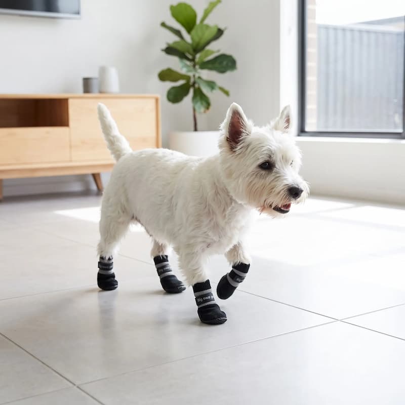 westie marche sur carrelage intérieur avec chausson pour chien noir