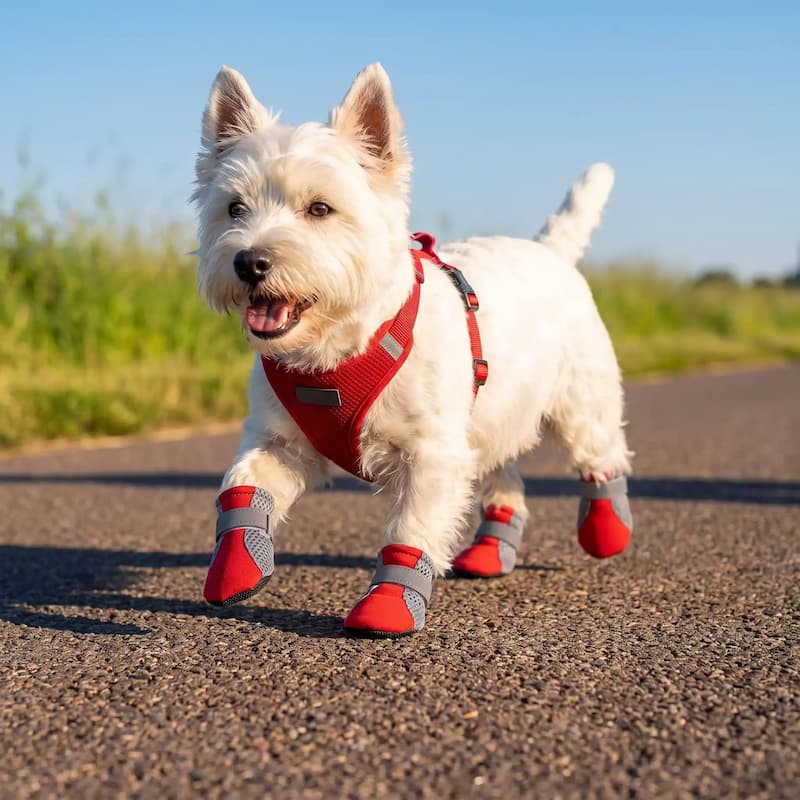 westie se promène bitume avec chaussure chien rouge respirante