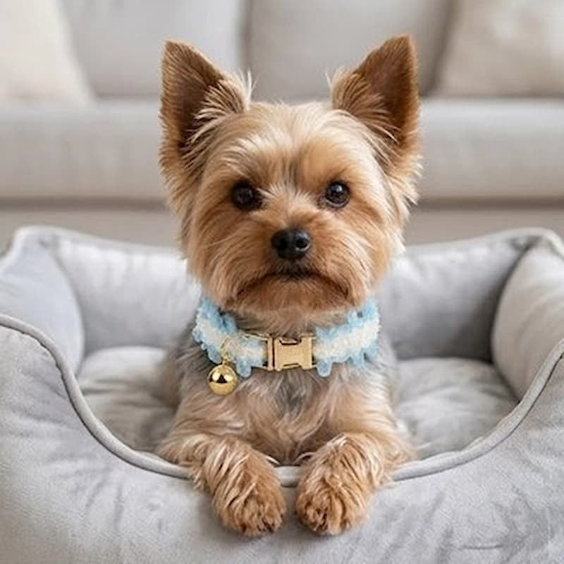 yorkshire allongé panier portant collier chien bleu effet froissé