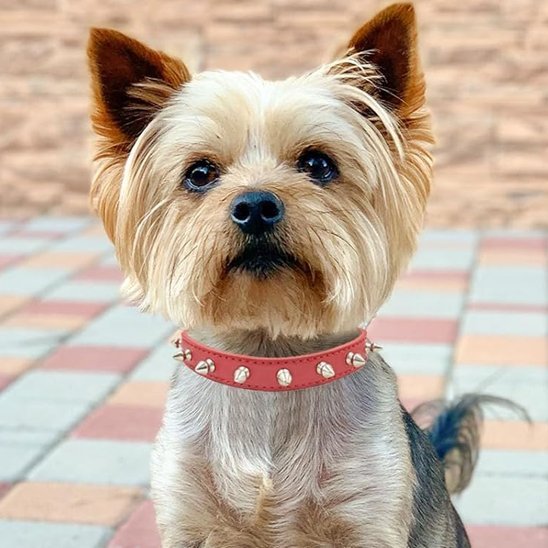 yorkshire avec collier pour chien rouge clous metalliques
