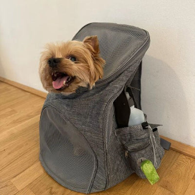 yorkshire dans sac a dos chien gris tete depasse