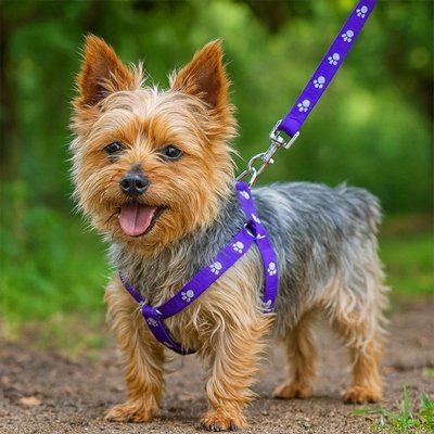 yorkshire debout avec harnais chien violet