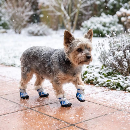 yorkshire sénior marchant carrelage enneigé chaussure pour chien bleu